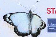 Imperial White (Delias harpalyce)